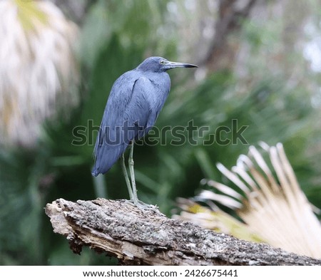 Little Blue Heron Standing Alone on a Log 