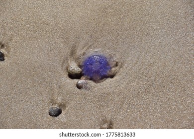 Bluefire Jellyfish High Res Stock Images Shutterstock
