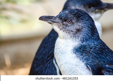 Little Blue Penguin