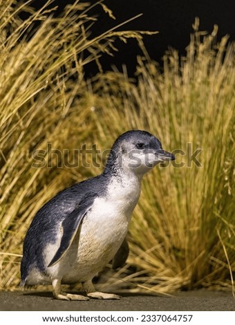 Little blue penguin against black background; Little blue penguin by grasses along the road; Little blue penguin looking attentive; Little blue penguin with boke balls; South Island, New Zealand