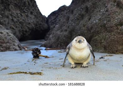 Little Blue Penguin New Zealand