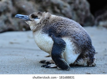 Little Blue Penguin New Zealand