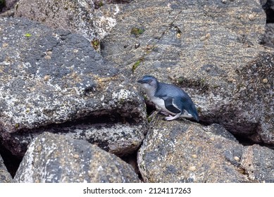 Little Blue Penguin In New Zealand