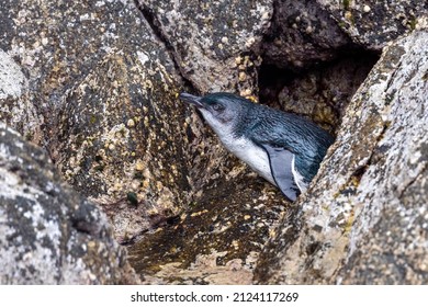 Little Blue Penguin In New Zealand