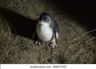 Little Blue Penguin In The Night