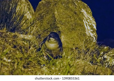 Little Blue Penguin At Night Near Oamaru Blue Penguin Colony In New Zealand 