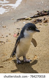 A Little Blue Penguin On The Beach At Ulva Island, Stewart Island, New Zealand.