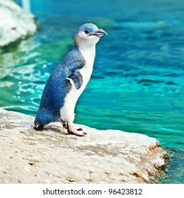 Little Blue Penguin On The Rock