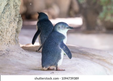 Little Blue Penguins Hd Stock Images Shutterstock