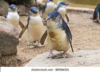 little blue penguins
