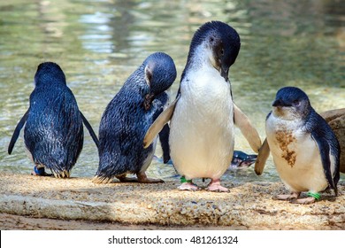 3,713 Little Blue Penguins Images, Stock Photos & Vectors 