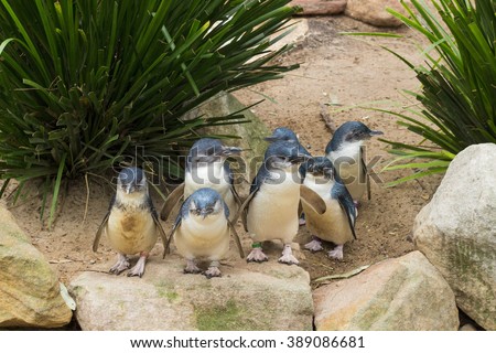 little blue penguins