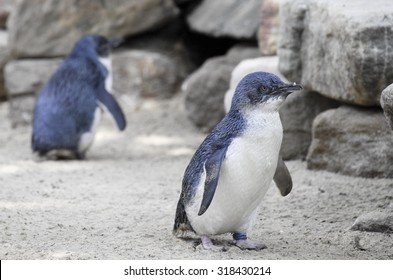 Little Blue Penguins, Eudyptula Minor In Captivity