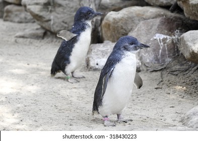 Little Blue Penguins, Eudyptula Minor In Captivity