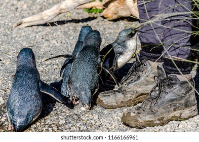 Little Blue Penguins Huddling Round Their Keeper