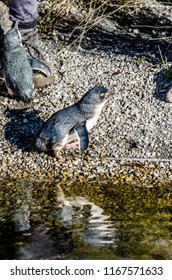 Little Blue Penguins Huddling Round Their Keeper