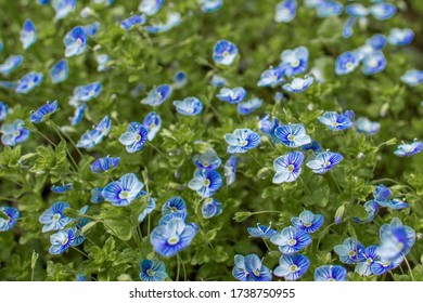 Little Blue And Purple Flowers Forget-me-nots On The Green Grass On A Sunny Summer Days Can Be Used As Background Or Backsplash Dark Blue