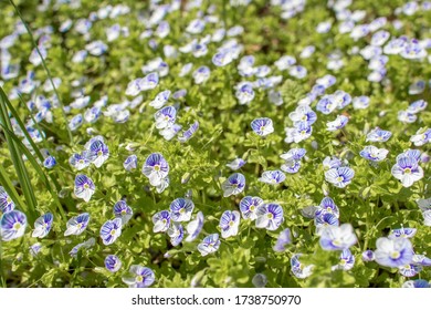 Little Blue And Purple Flowers Forget-me-nots On The Green Grass On A Sunny Summer Days Can Be Used As Background Or Backsplash Dark Blue In The Sun Yellow Green