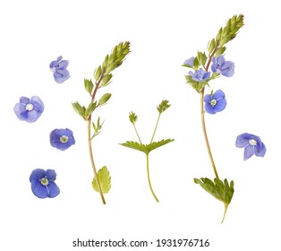 Little Blue Wild Flowers Isolated On White