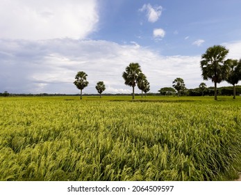 Little blurry paddy filed with sky and trees and horizon at village area in Bangladesh