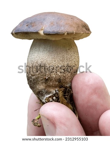 Similar – Image, Stock Photo mushroom Food