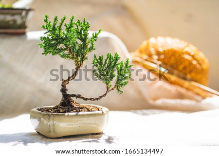 Little bonsai juniper tree under the sunshine