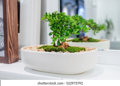 Little Bonsai Tree