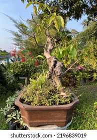 Little Bonsai Tree In A Clay Pot Around A Garden.