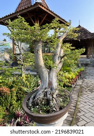 Little Bonsai Tree In A Clay Pot Around A Garden.