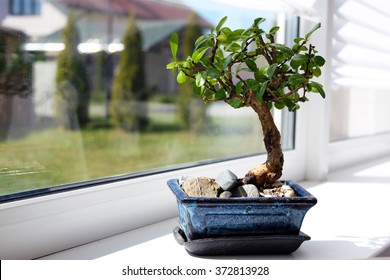 Little Bonsai Tree On The Window 