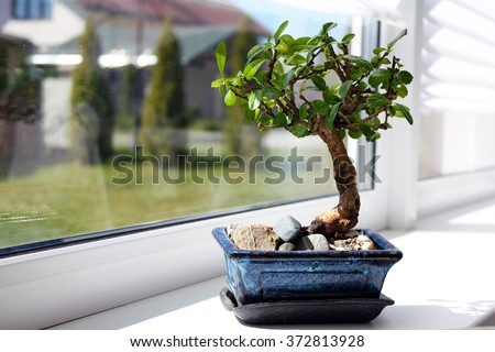 Little bonsai tree on the window 