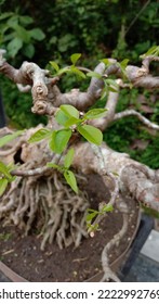 Little Bonsai Tree At Tropical Area