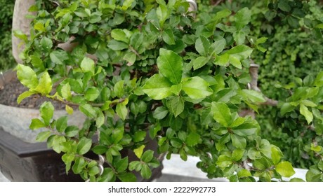 Little Bonsai Tree At Tropical Area