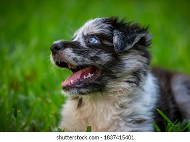 Merle Images Stock Photos Vectors Shutterstock