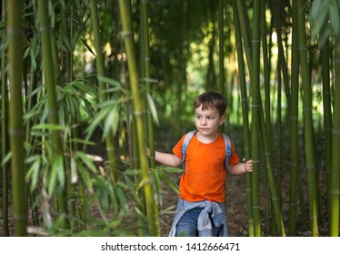 Little boy in bamboo forest
