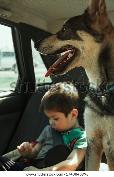 Little boy\
and big dog travel in car. Best\
friends.