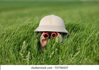 Little Boy with Binoculars and safari Hat, laying in the grass searching for Knowledge - Shutterstock ID 737784337