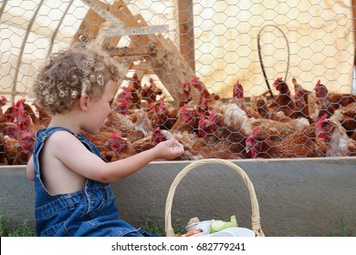 Chicken Coup Images Stock Photos Vectors Shutterstock