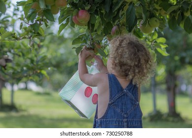 A Little Boy With Blonde Curly Hair Is Picking A Red Apple From An Apple Tree. He Has A Bag For His Apples.  The Child Is Wearing Blue Jean Overalls.