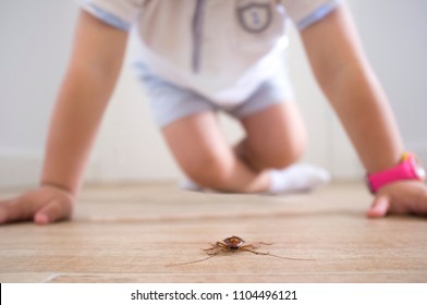 Little Boy Close To Cockroach On The House Floor. Pest At Home With Children Concept 