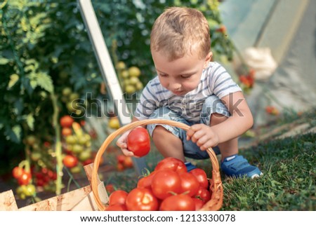 Similar – Portrait of happy kid putting apples in wicker basket