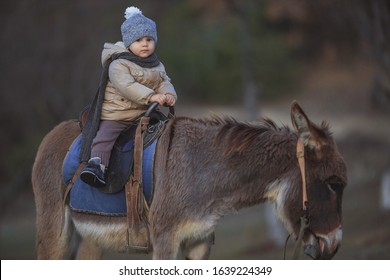 Little boy drives a donkey on a farm. A child with a burro in the village.