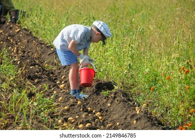 A little boy from a family of farmers helps to harvest potatoes. A child bending over picks up potatoes in a children red bucket.