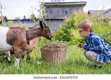 A little boy farmer's son with a big basket of hay feeds goats. Summer at countryside.