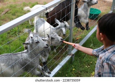 Little boy feed and give carrot to goats.