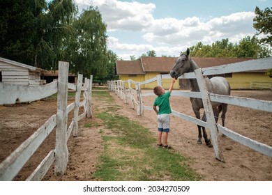 A little boy feeding a horse in the farm on a beautiful summer day.