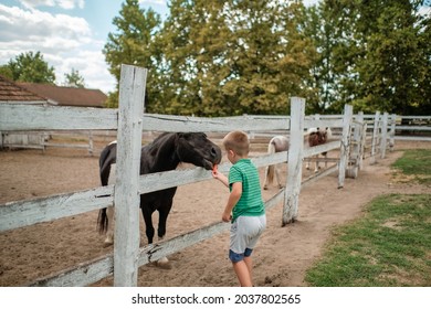 A little boy feeding a horse in the farm on a beautiful summer day.