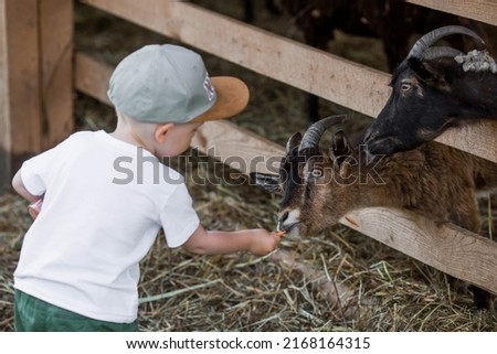 A little boy feeds small goats and sheep on a nursery, private farm or in a contact zoo. A child caresses animals in the zoo. Family weekend.