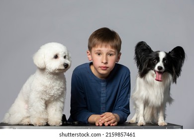 Little boy with funny domestic dogs. Child with Papillon and Bichon dogs. Pets with owner.