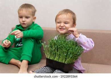 Little boy and girl eating microgrid green peas.